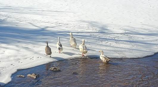 winter ducks.jpg
